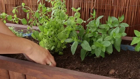 Planting thyme part 1 Stock Footage 77608002