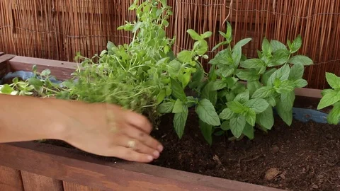 Planting thyme part 2 Stock Footage 77608014