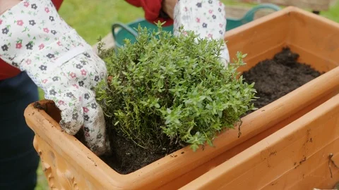 Planting thyme in a terracotta container Stock Footage 88744663