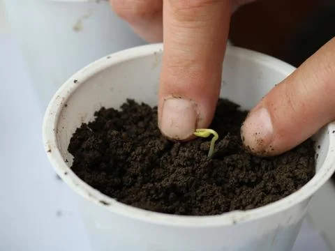 Planting a tiny sprout in the ground Stock Photos