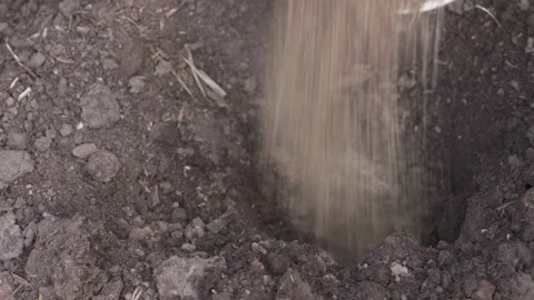 Planting Tomato Stock Footage 143702539