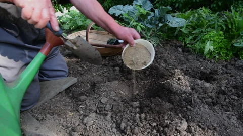 Planting Tomato Stock Footage 143743249