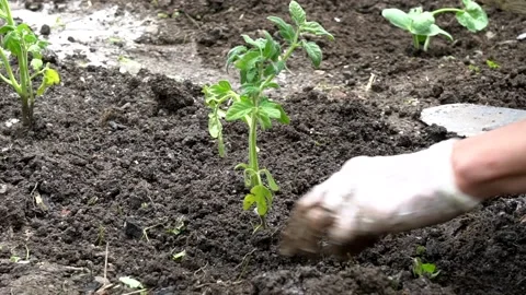 Planting tomato 库存影片 149835174