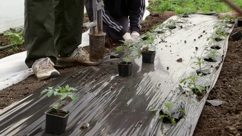 Planting of tomato on mulch Stock-Footage 76182107