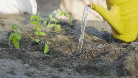 Planting tomato plants Stock Footage 130242593