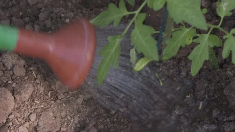 Planting Tomato Seedling Stock Footage 143732853