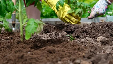 Planting tomato seedlings Vidéo 240202178