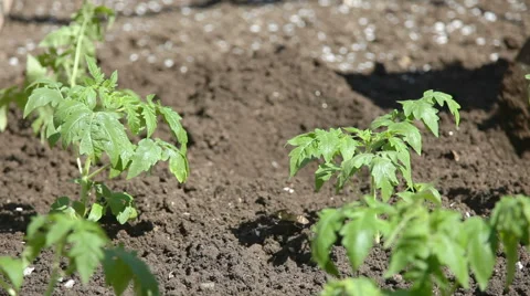 Planting tomatoes Stock Footage 50880536
