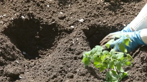 Planting tomatoes Stock Footage 50886043