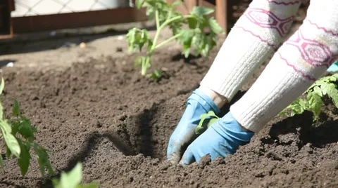 Planting tomatoes Stock Footage 50896487