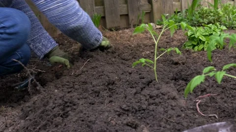 Planting tomatoes Stock-Footage 154760364