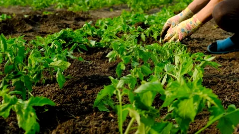 Planting tomatoes in the garden. Selective focus. Stock Footage 313340155