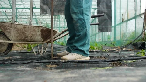 Planting tomatoes into ground water system video green house gardening making ho Stock Footage 232236637