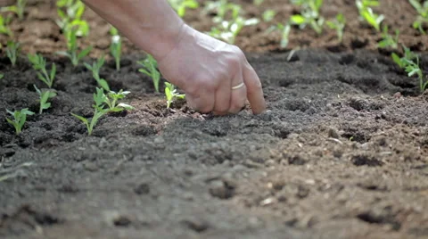 Planting of tomatoes HD 24 fps Stock Footage 48834510