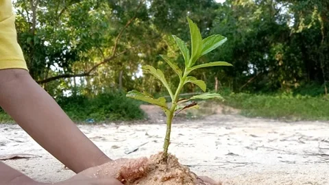 Planting a tree by a child Video stock 290913335