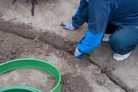 Planting a tree. Close-up on young man planting the tree while working in t.. Stock Photos