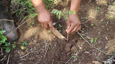 Planting tree Vídeos de archivo 26187324