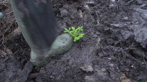 Planting a tree. Video stock 47653944