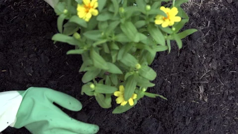 Planting a tree Stock Footage 158361876