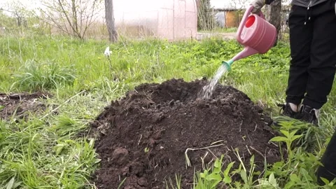 Planting a tree in the garden. Apple, cherry, cherry Stock Footage 130594757