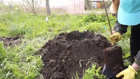 Planting a tree in the garden. Apple, cherry, cherry Stock Footage 130595026
