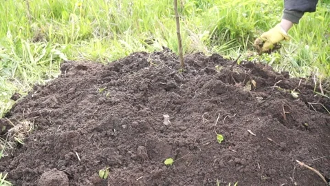 Planting a tree in the garden. Apple, cherry, cherry Stock Footage 130595305