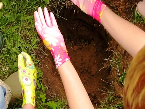 Planting a tree in the garden Video stock 85233239