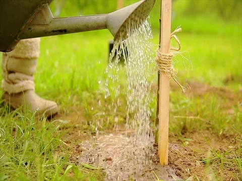Planting a tree in the garden Video stock 85233484