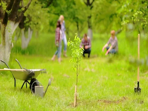 Planting a tree in the garden Stock Footage 85233964