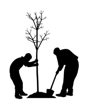 Planting a tree Stock Illustration