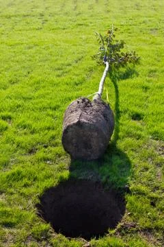 Planting a tree Stock Photos