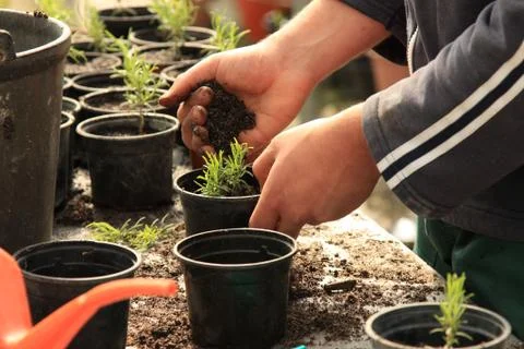 Planting a tree Foto stock