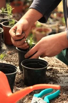 Planting a tree Stock Photos