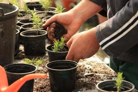 Planting a tree Foto stock