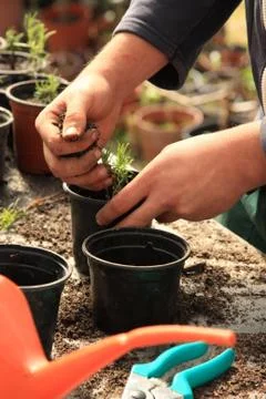 Planting a tree Stock Photos