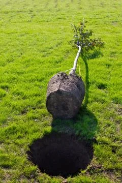 Planting a tree Stock Photos