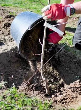 Planting a tree Stockfoto's