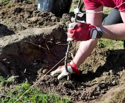 Planting a tree 写真素材
