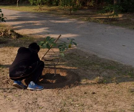 Planting tree Stock Photos