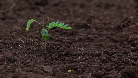 Planting a tree for save the earth and natural , clean ecology  Stock Footage 93304669