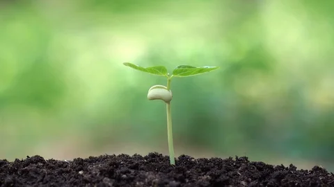 Planting a tree for save the earth and natural , clean ecology in natural. Stock Footage 93786594