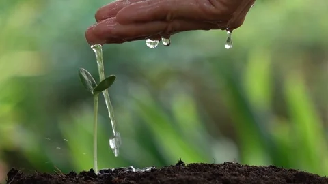 Planting a tree for save world and natural , clean ecology in natural. Stock Footage 92877813