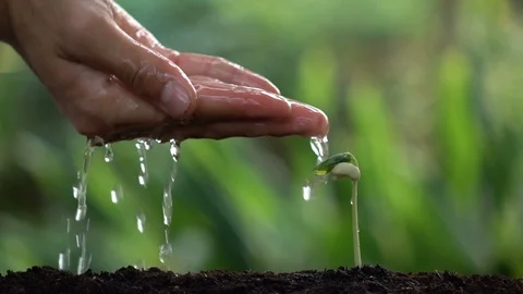 Planting a tree for save world and natural , clean ecology in natural. Stock Footage 92877966