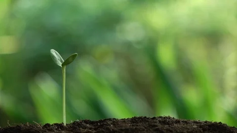 Planting a tree for save world and natural , clean ecology in natural. Stock Footage 92878201