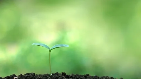 Planting a tree for save world and natural , clean ecology in natural. Stock Footage 93218422
