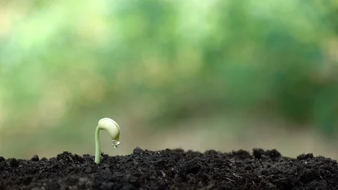 Planting a tree for save world and natural , clean ecology in natural. Stock Footage 93218779