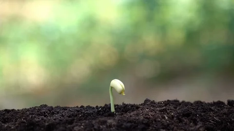 Planting a tree for save world and natural , clean ecology in natural. Stock Footage 93218989