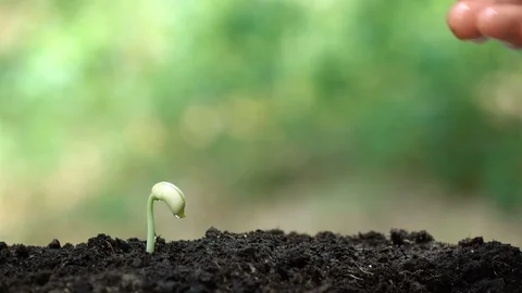 Planting a tree for save world and natural , clean ecology in natural. Stock Footage 93219245