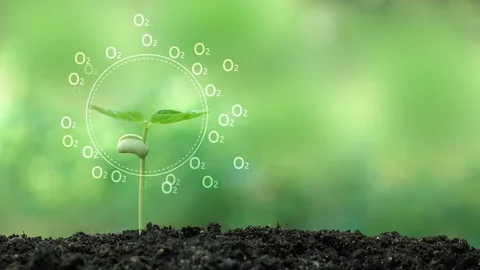 Planting a tree for save world and natural , clean ecology in natural. Stock Footage 93219361