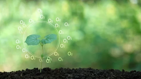 Planting a tree for save world and natural , clean ecology in natural. Stock Footage 93219599